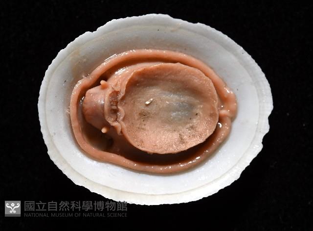 尖頂梳齒笠螺藏品圖，第7張
