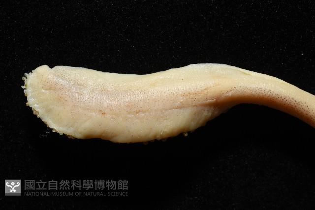 金烏賊藏品圖，第7張
