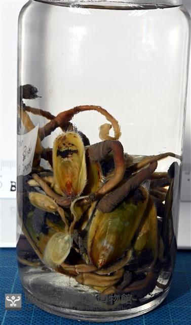 亞氏海豆芽藏品圖，第7張