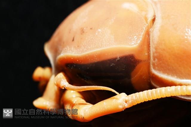 道氏深水虱藏品圖，第7張