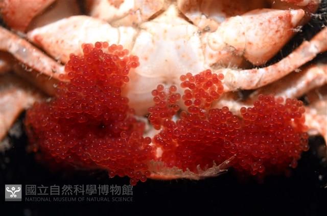未知種毛刺蟹藏品圖，第7張