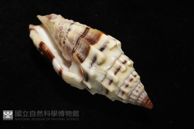 繩紋蛹筆螺藏品圖，第7張
