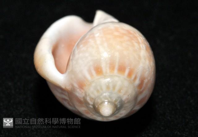 艷紅穀米螺藏品圖，第7張