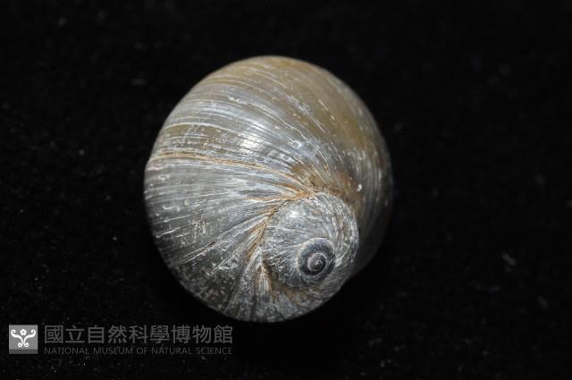 安東尼玉螺藏品圖，第7張