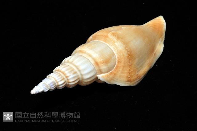竹筍鳳凰螺藏品圖，第7張