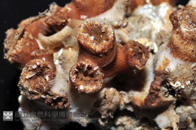 軸樹珊瑚(軸木珊瑚)藏品圖，第7張