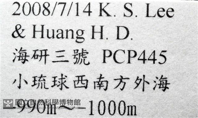 造殼海葵之一種藏品圖，第7張