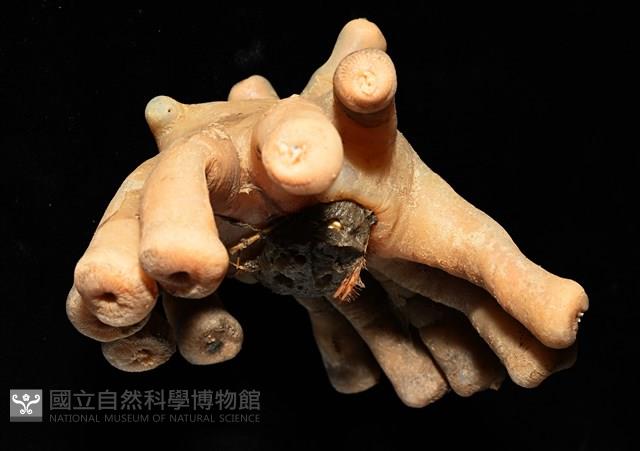 寄居蟹鞘群海葵藏品圖，第7張