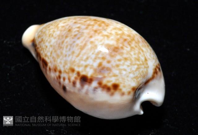 玉女寶螺藏品圖，第7張