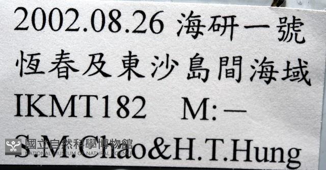 未知種橈足類藏品圖，第7張