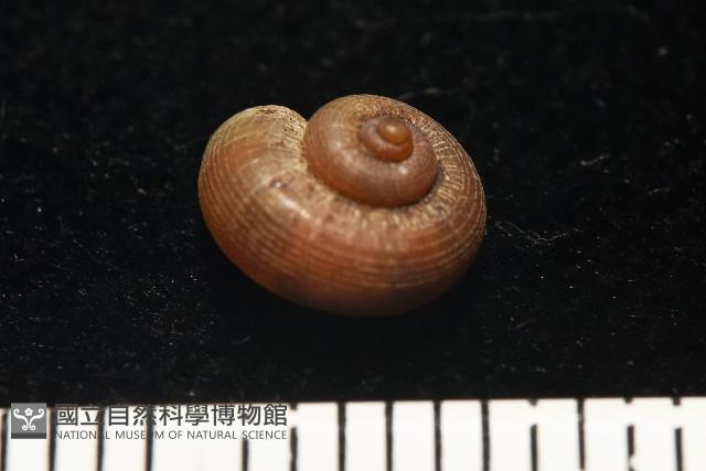 斯文豪小山蝸牛藏品圖，第7張