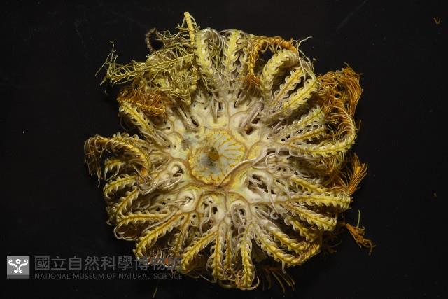 狄氏擬槍蝦藏品圖，第7張