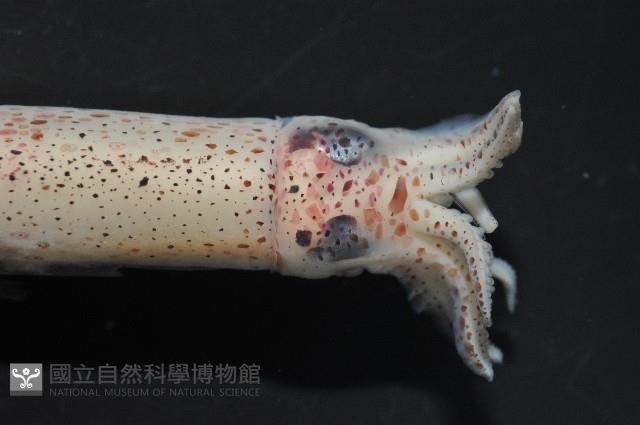 奧蘭鳶柔魚藏品圖，第7張
