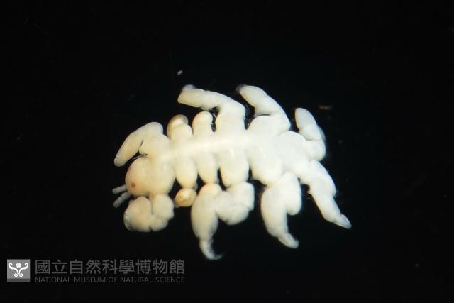 鯨虱的一種藏品圖，第7張