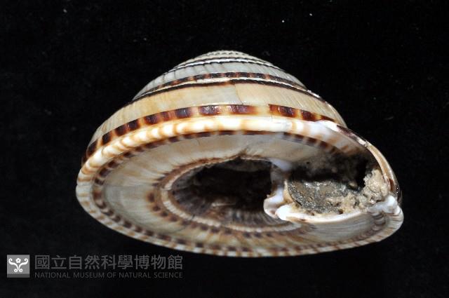 黑線車輪螺藏品圖，第7張