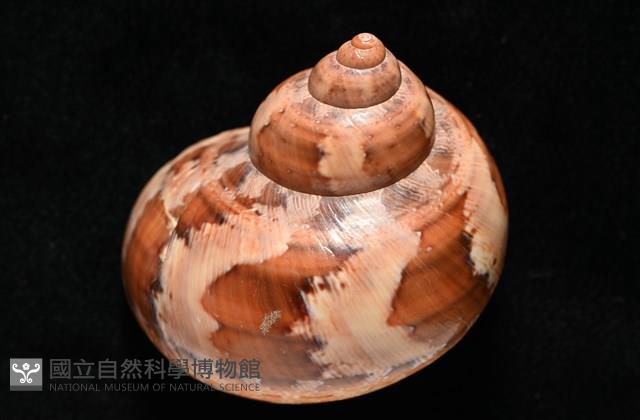 芮氏蠑螺藏品圖，第7張