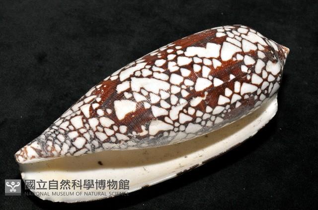 宮廷芋螺藏品圖，第7張