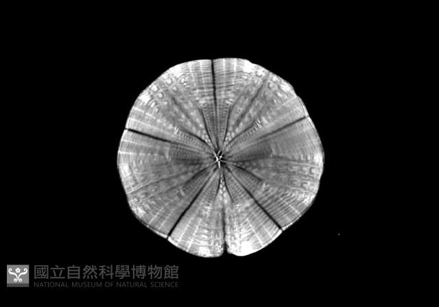 扁平蛛網海膽藏品圖，第7張