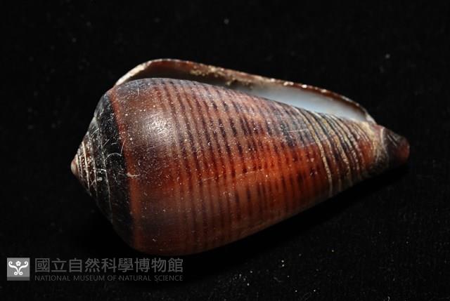 黑線芋螺藏品圖，第7張