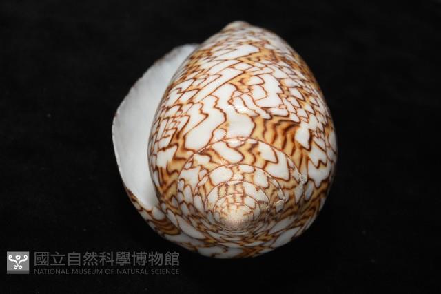織錦芋螺藏品圖，第7張