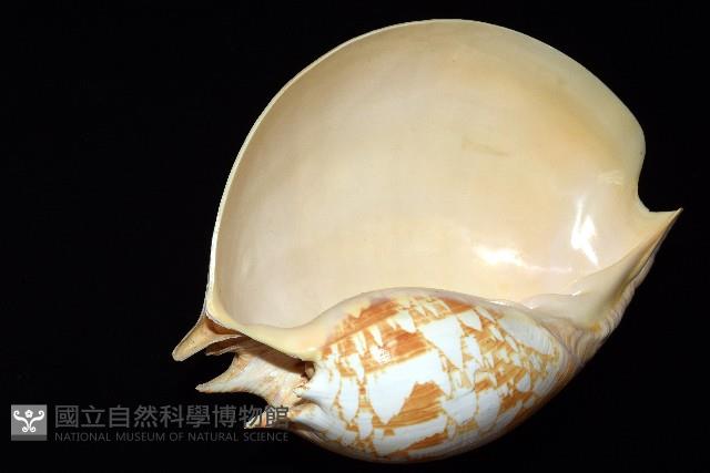 閃電椰子渦螺藏品圖，第7張