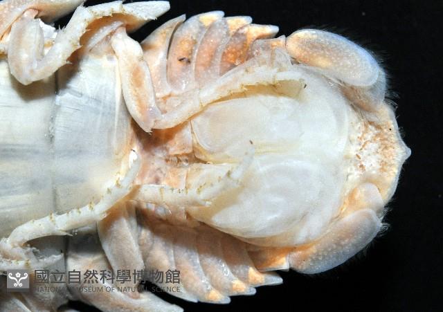 紡錘水虱之一種藏品圖，第7張