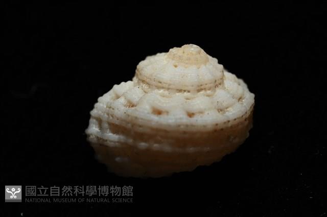 環上花冠螺藏品圖，第7張