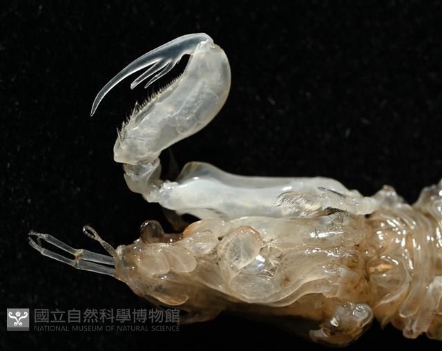 白斑綠蝦蛄藏品圖，第7張