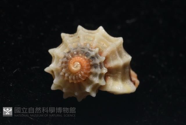 大溪花冠螺藏品圖，第7張