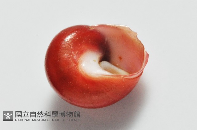 停雲蠑螺藏品圖，第7張