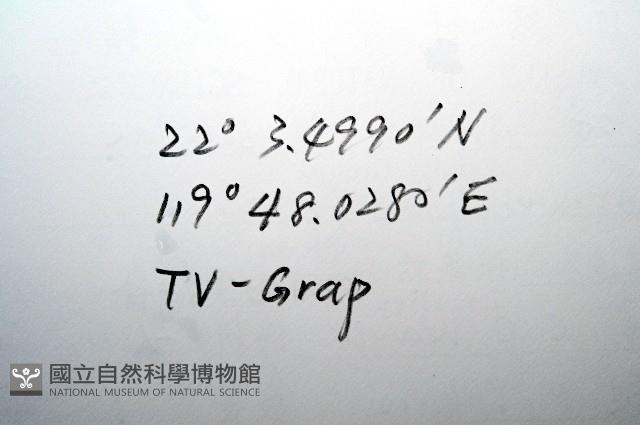 平端深海殼菜蛤藏品圖，第7張