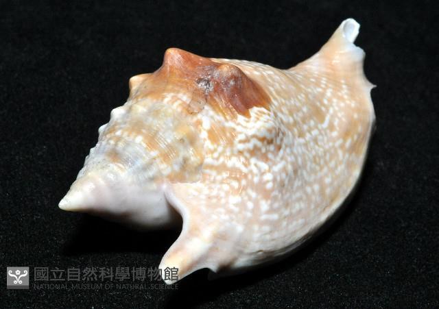 紅袖鳳凰螺藏品圖，第7張