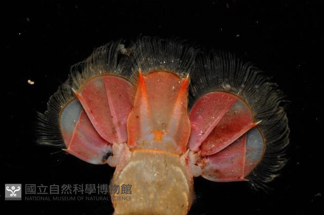 史氏擬海螯蝦藏品圖，第7張