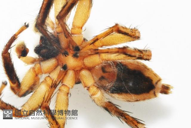雙帶扁蠅虎藏品圖，第7張