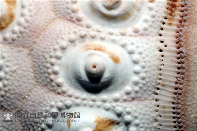 棒棘鋸頭帕(環鋸棘頭帕)藏品圖，第7張