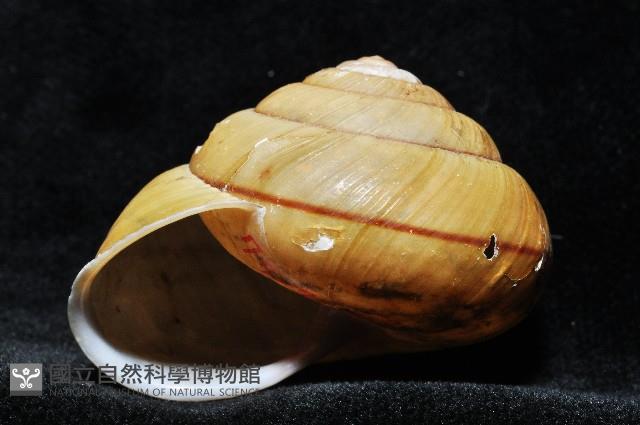 金崙栗蝸藏品圖，第7張