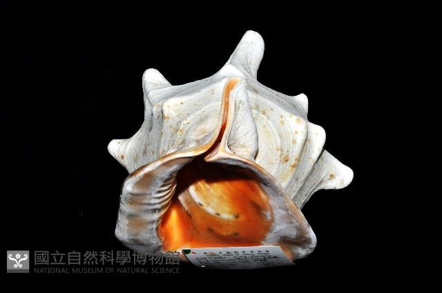 唐冠螺藏品圖，第8張