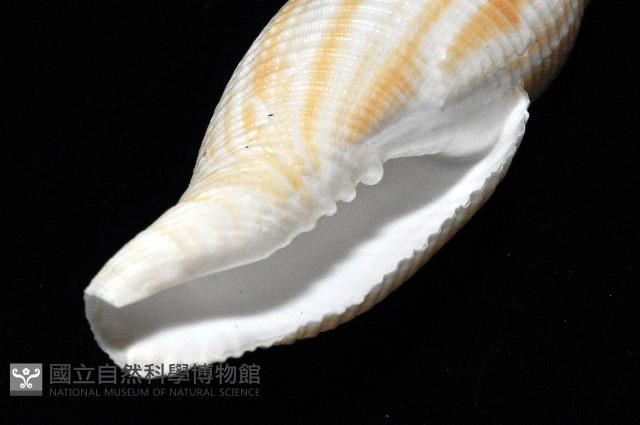 格理筆螺藏品圖，第7張