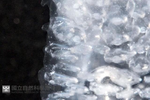 大西洋火體蟲藏品圖，第7張