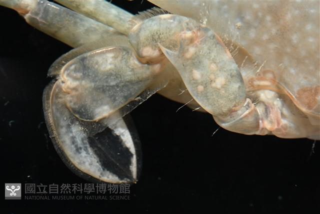 異齒蟳藏品圖，第7張