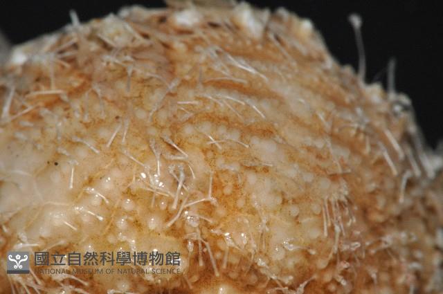 未知種深海皇冠海膽藏品圖，第7張
