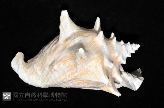 女王鳳凰螺藏品圖，第7張