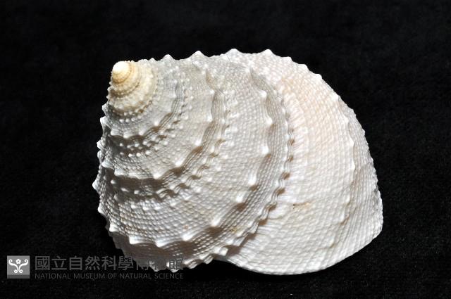 白鐘螺藏品圖，第7張