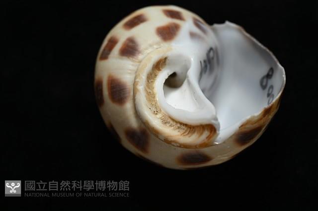 開氏鳳螺藏品圖，第7張