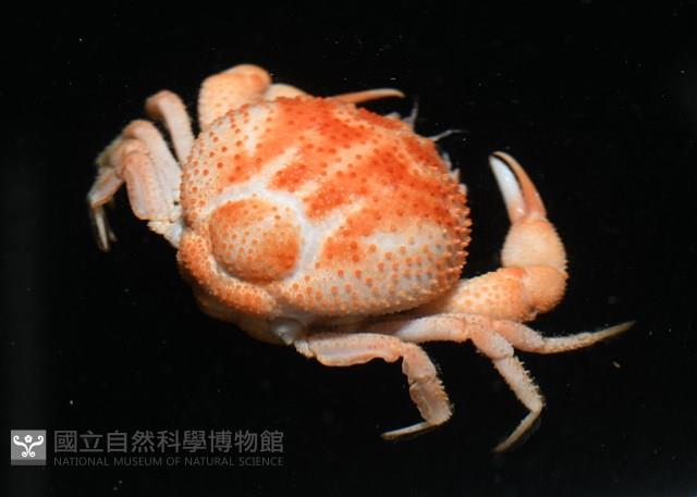 薄片異核果蟹藏品圖，第7張