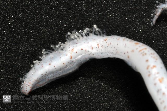 未知種後耳烏賊 1藏品圖，第7張