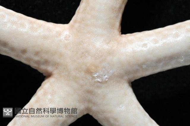 藍指海星藏品圖，第7張