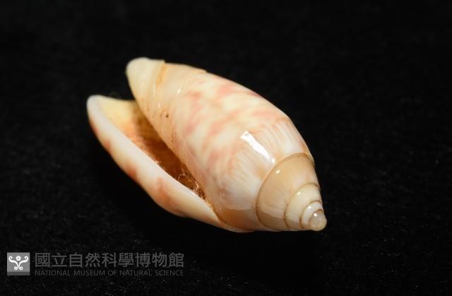 巴金森氏榧螺藏品圖，第7張