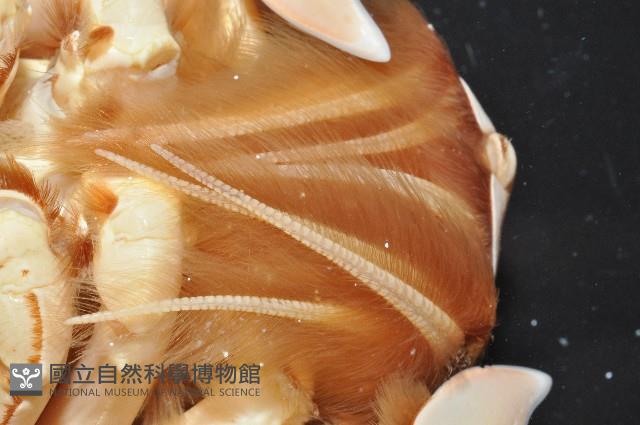 蛙形蟹藏品圖，第7張