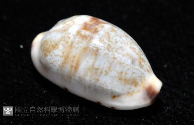 小眼寶螺藏品圖，第7張
